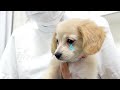 注射でしっぽをブンブンする3ヶ月の子犬はこちらです