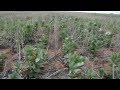 Sagit mallee sustainable farming break crops trial with stuart putland