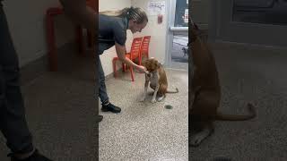 Meet 83416A Crumble A Terrier, American Staffordshire Currently Available For Adoption 6112025 8