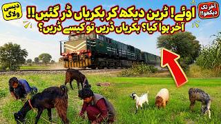 اوئے! ٹرین دیکھ کر بکریاں ڈر گئیں!! آخر ہوا کیا؟ بکریاں ڈریں تو کیسے ڈریں ؟