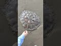 Редкую и крайне ядовитую медузу нашли у Поронайска