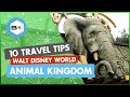 Top 10 Tips Visiting Disney's Animal Kingdom at Walt Disney World