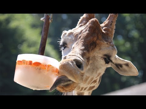Verkoelende traktatie in Ouwehands Dierenpark