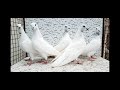 Wahshi Moti waly kabooter...03053992515....prince pigeons, karachi