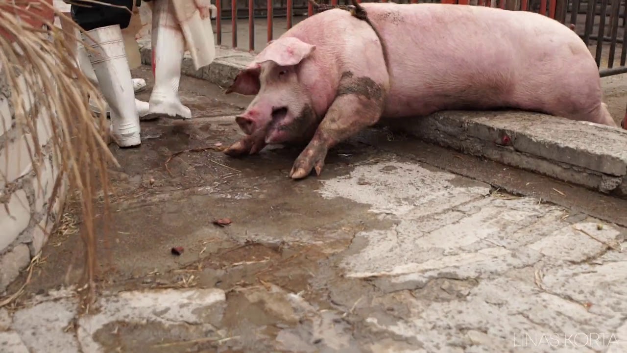 Injured Pig In Slaughterhouse Corral YouTube Injured Pig In Slaughterhouse Corral YouTube