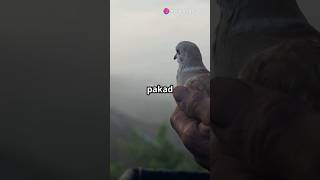 What will happen if the hen saves the life of the pigeon?#shorts #ytshorts #fpsstory