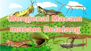 Mengenal Macam Macam Belalang