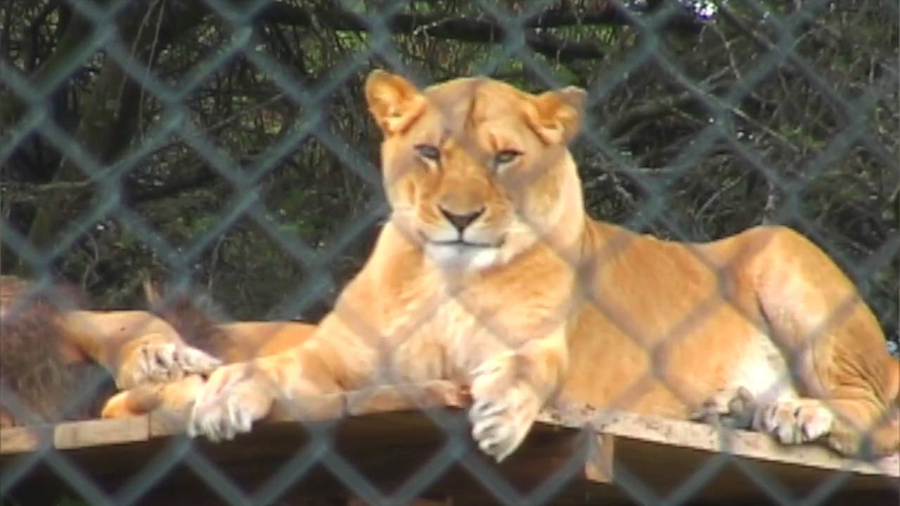 Zoologico Orillas Del Zamora Ciudad De Loja Trato Y Condiciones De