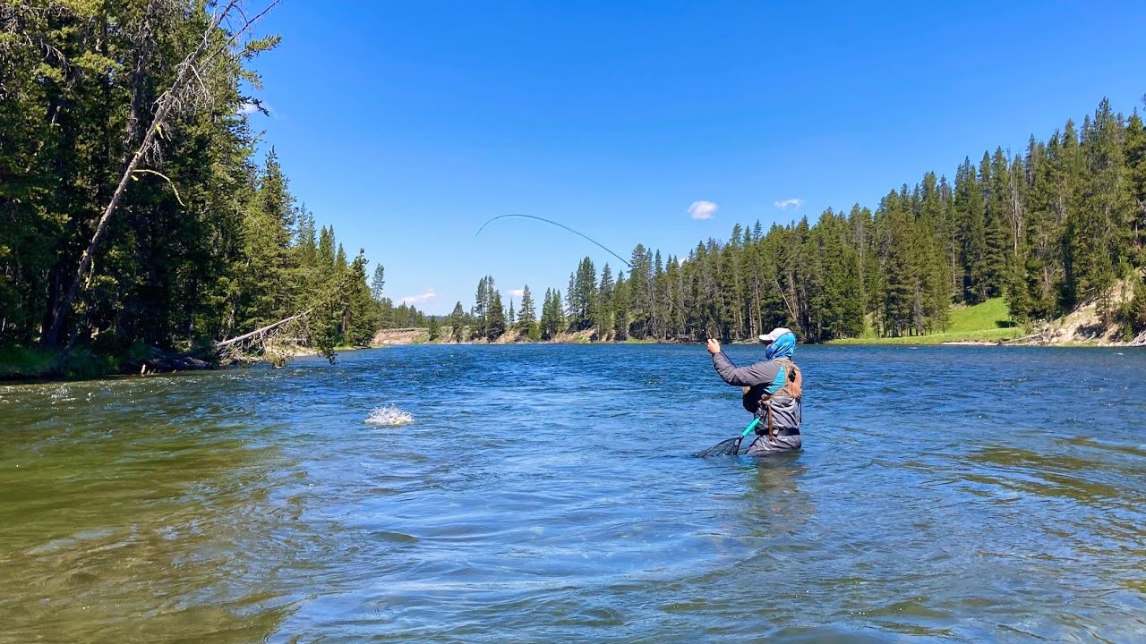 Fly Fishing the Yellowstone River for Cutthroat Trout! 