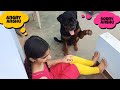 anshu is very angry with jerry||well trained dog||funny dog videos.