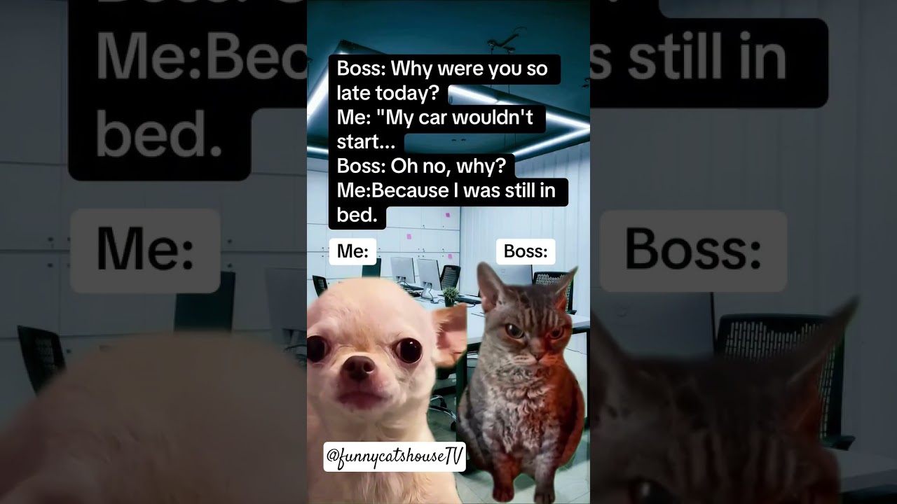 #viral #funny #memeclip #shortvideos #cat #laugher #funnyshorts #shortvideos #shorts #viralvideos