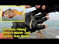 Rejeki Gak Kemana..!! Umpan Udang Kecil Bisa Panen Ikan Lezat Babon-babon