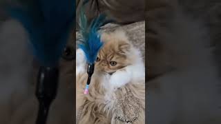 Kirk, Exotic Longhair boy in slow motion! by Bella's Legacy Cattery 4 views 1 year ago 4 minutes, 34 seconds
