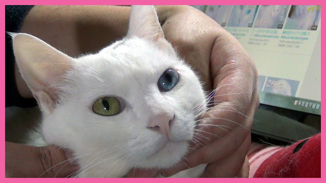 顔のマッサージをされて、気持ち良さそうな白猫ユキ White cat Yuki is healed by face massage 