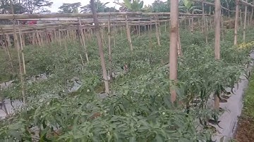 Lebat.‼️ Cabe Besar Buah Kedua || Update Pupuk Kocor, Pestisida Dan Pupuk Daun