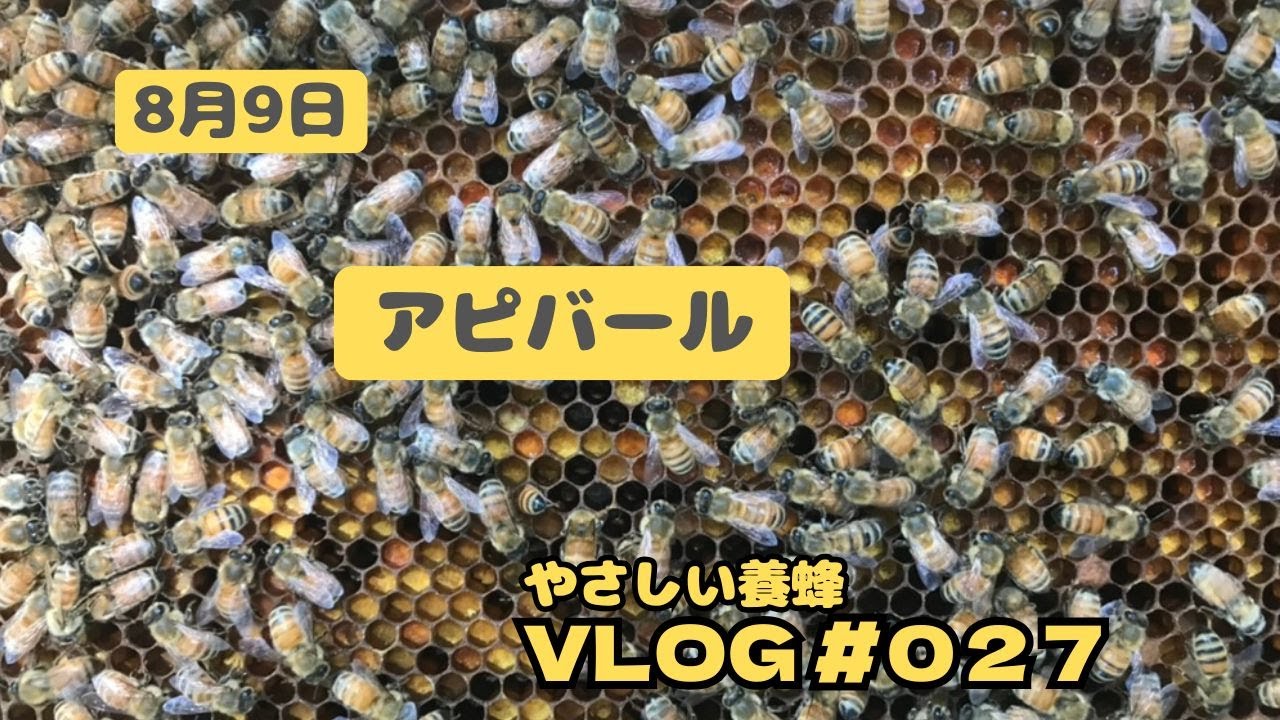 【取引中】西洋ミツバチ12000匹 2027年春予約」西洋ミツバチ飼育種蜂4枚群 女王蜂1匹 （3枚は育児枠、1