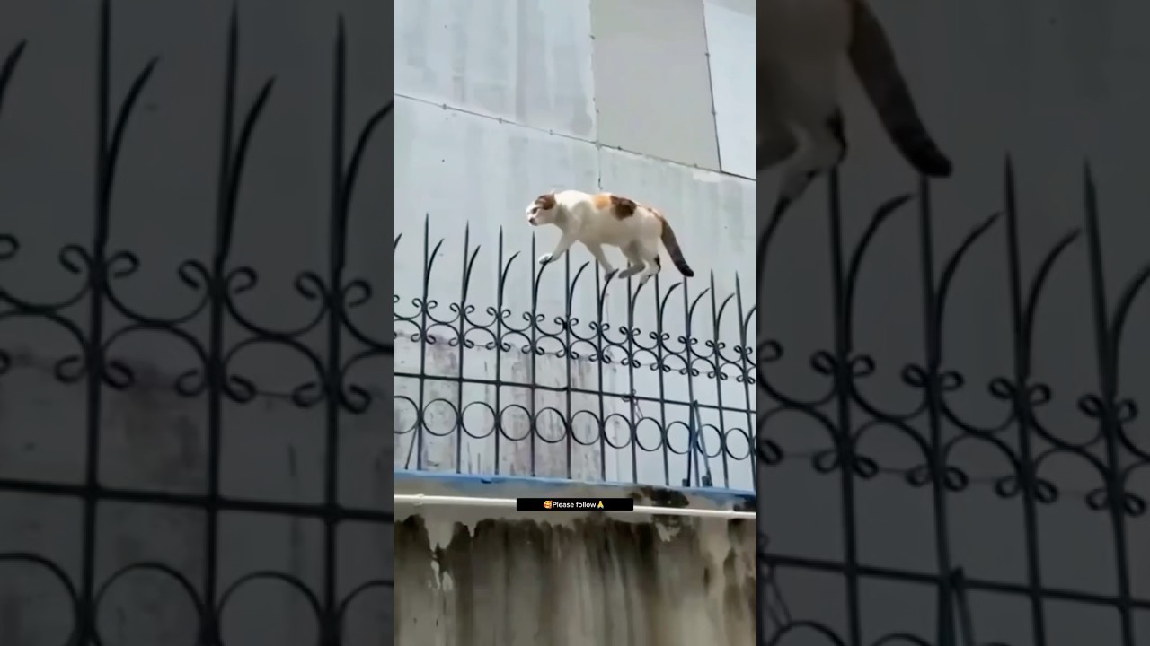 Cats like parkour athletes. 