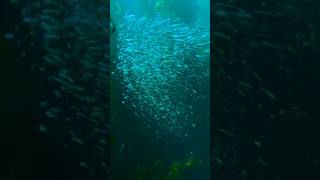 sholawat bikin adem dan motivasi penyemangat video shorts