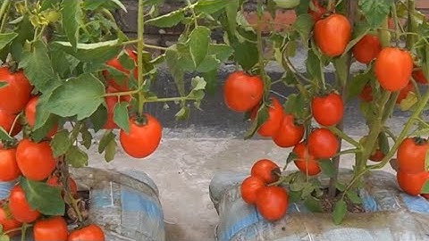 Ternyata begini cara menanam tomat agar menghasilkan buah yang lebat!!!! 