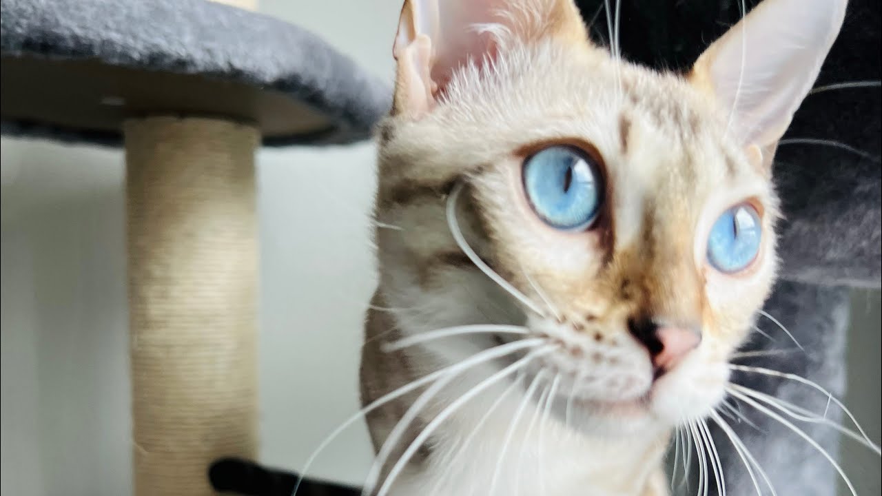 Cute cat meowing and purring on her favorite blanket! YouTube