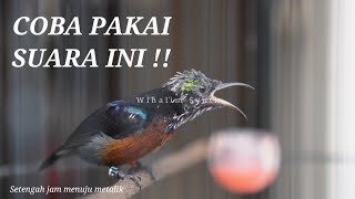 This hummingbird is able to attract other hummingbirds for their chirping sound