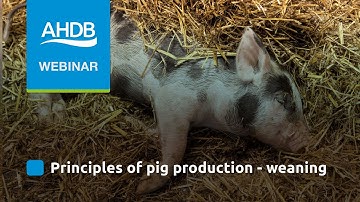 AHDB Pork   Principles of Pig Production  Weaning