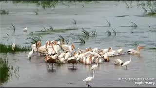 Mississippi River Flyway Cam, explore.org, July 9, 2021