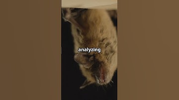 How do bats use echolocation?