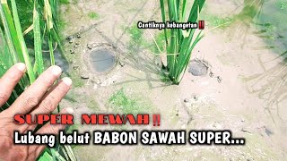 Download Lagu GIMANA GAK BETAH‼️KALAU MANCINGNYA SELALU DAPAT BELUT BABON SAWAH MP3