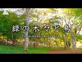 【癒し映像＆音】緑の木々と鳥のさえずりと小川［3時間］