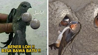 VIDEO EKSKLUSIF ! Penampakan asli Burung Ababil Yang Mampu membawa Batu Besar