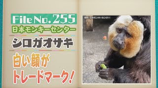 １点もの!nekineki シロガオサキ モップくん 猿 スマホショルダー 羊毛 mqdefault.jpg