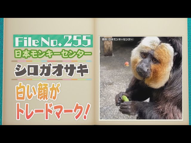 SNSで大人気！ 白い顔が特徴「シロガオサキ」のモップくん【どうぶつ