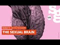 Watch online lecture | The sexual brain | Dr. Janniko Georgiadis