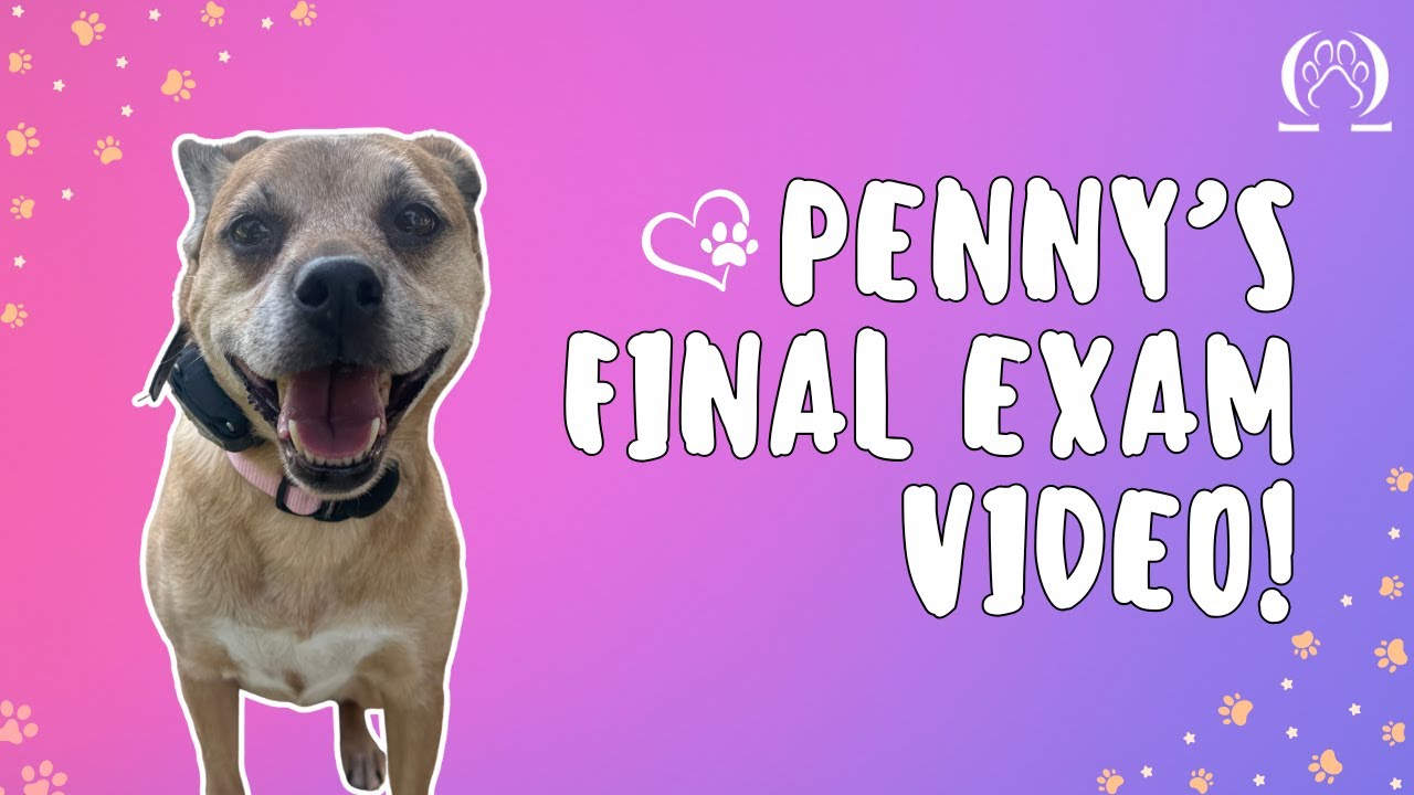 Ms. Eve Moneypenny's Final Exam Video | Mix | Los Angeles, CA #dogtraining #dogobedience