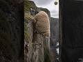 Sheep Falls 40 Feet Off A Cliff And Survives, #MerinoSheep #wildlife