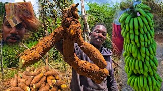 WHAT IS YELLOW YAM DISCOVER JAMAICAN  GOLDEN TREASURE USAIN BOLT MEAL FAST 🏃‍♂️ 