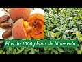 Btissez votre patrimoine financier grce  la culture du bitter cola plus de 2000 plants  planter