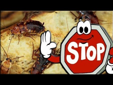 Как избавиться от тараканов в квартире видео