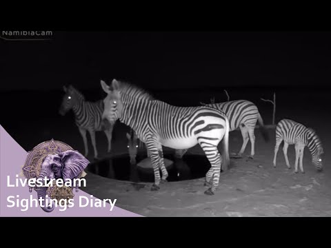 Video: Burchells zebra: foto, beskrivelse, levested, livsstil