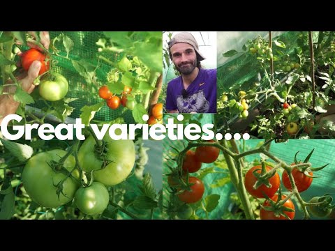 Video: Tomate „Lână de aur”: descrierea soiului, caracteristici, caracteristici de cultivare, recenzii