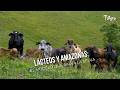 Lácteos y Amazonas: El modelo que salva la selva - TvAgro por Juan Gonzalo Angel