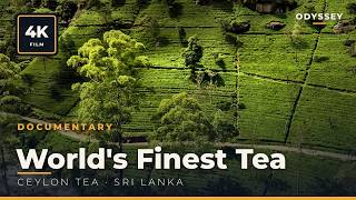 Making the World's Finest Tea | Sri Lanka Documentary 4k