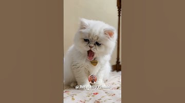Kids Can’t Stop Singing APT! 🎤 – ‘Apate, Apate Ah Ah’ Dance & Sing Along