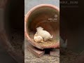 anak anjing yang lucu main sama kelinci #shorts #feedshorts