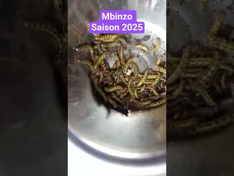 Beto Mekuma Na Tango Ya Bikombila Mbinzo Bimpiatu Kinshasa Caterpilar