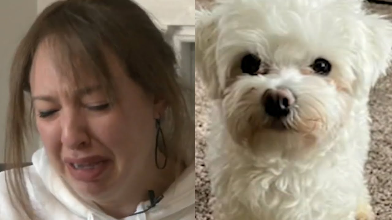 Knightdale woman and dog attacked by pit bulls on morning walk - YouTube