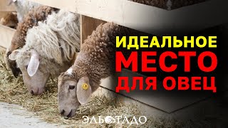 Правильное устройство овчарни для овец. Помещение для содержания овец или коз. Выращивание овец!