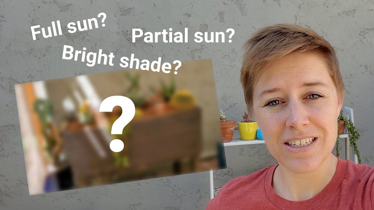 How much sun do succulents need?