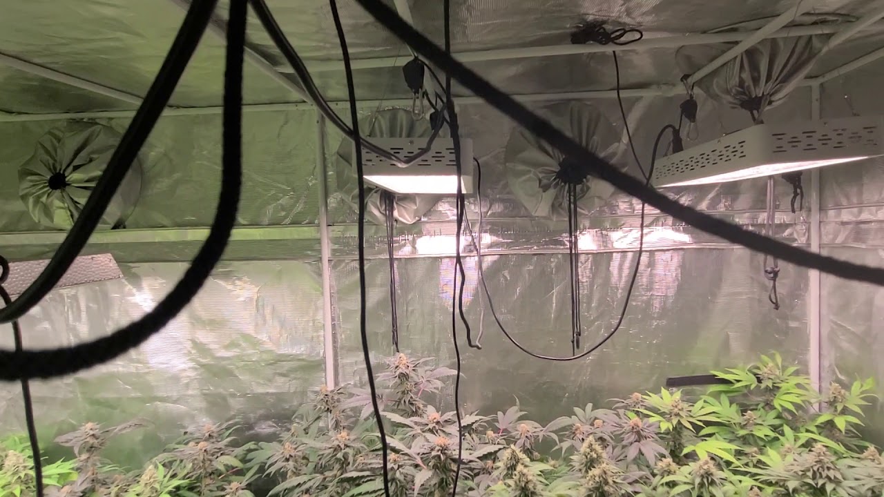 Mars Hydro Cup  Day 50 flower